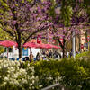 Spring on campus